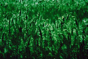 Tony_Ward_Studio_Environmentalist_rant_Bob_Shell_Letters_From_Prison