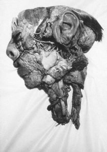 Tony_Ward_early_photography_work_beginning_anatomy_half_head_profile-Dissection. Photo: Tony Ward, Copyright 1977.