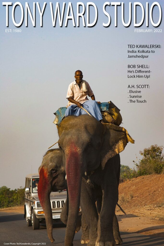 Man using elephant for transportation in India